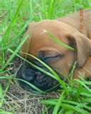 chien